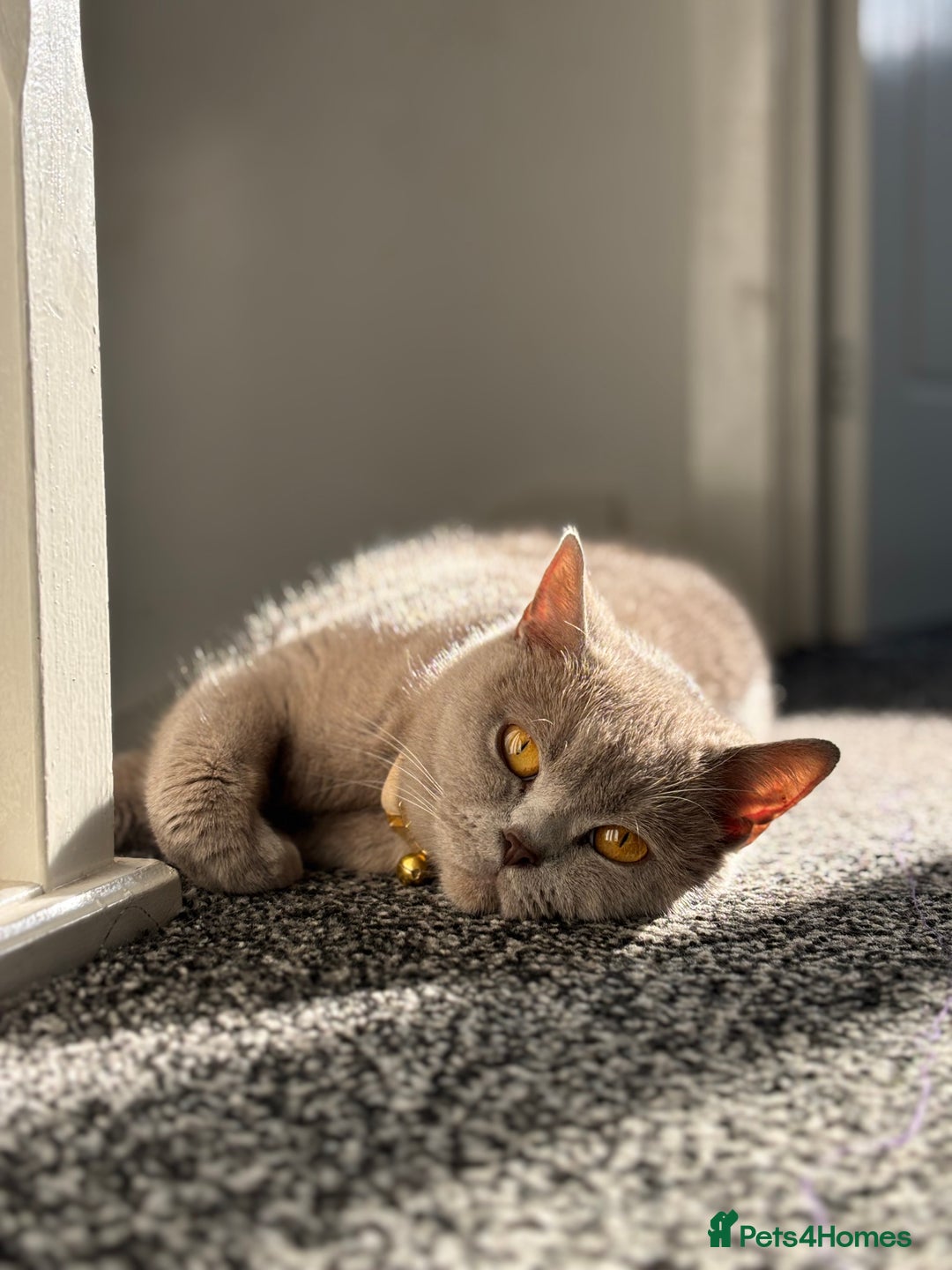 British Shorthair cats for sale: British shorthair kittens  - Image 30