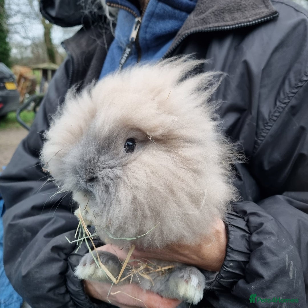 Lionhead rabbits for sale: 10 week old lionhead rabbits - Advert 3
