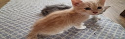 Mixed Breed cats for sale: Kittens for sale - Advert 5