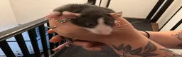 Rat rodents for sale: Adorable baby dumbo rats  - Advert 34
