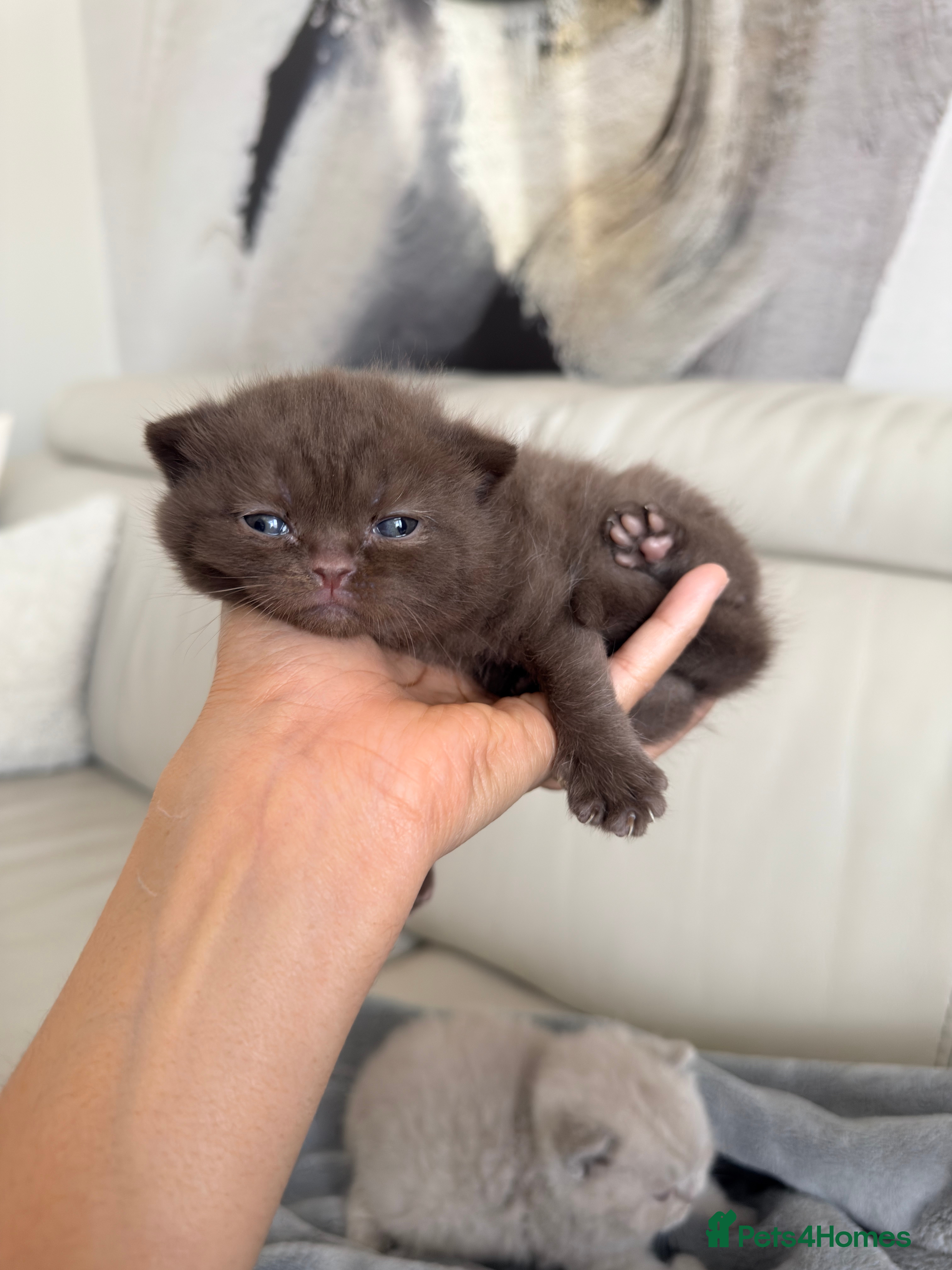 British Shorthair cats for sale: Cute British Shorthair Kittens – Pet Homes Only 💛 - Advert 10