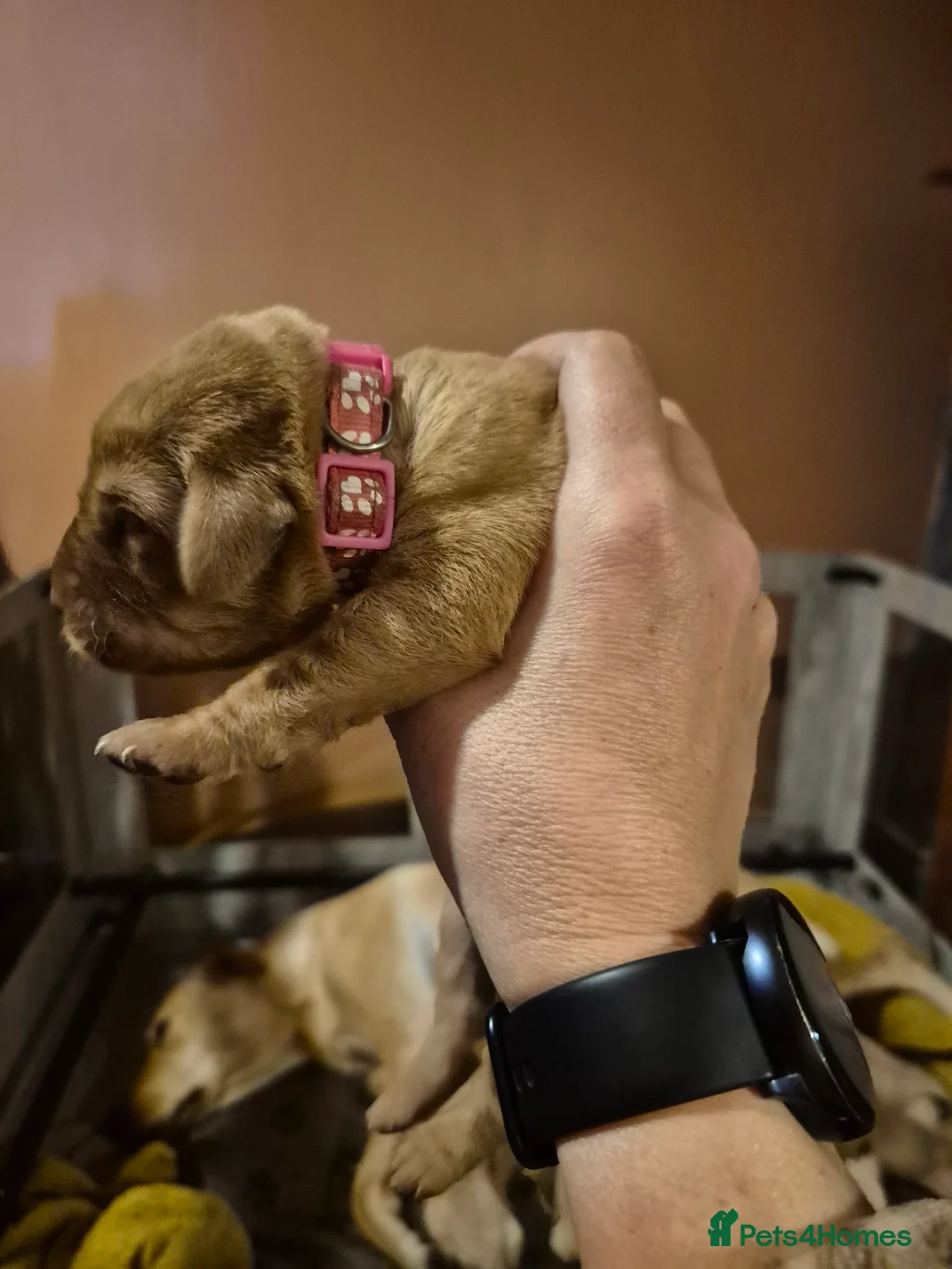 Labrador Retriever dogs for sale: Pedigree KC registered labrador pups. - Advert 10