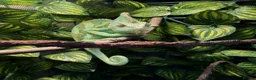 Chameleon reptiles for sale: Veiled Chameleon with Terrarium in Bristol - Advert 2
