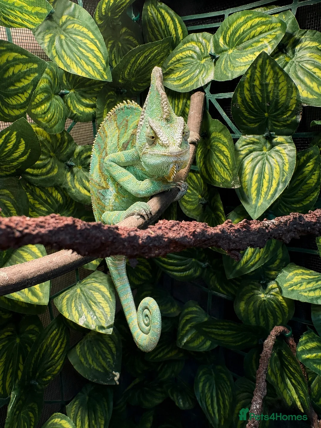 Chameleon reptiles for sale: Veiled Chameleon with Terrarium in Bristol - Advert 2