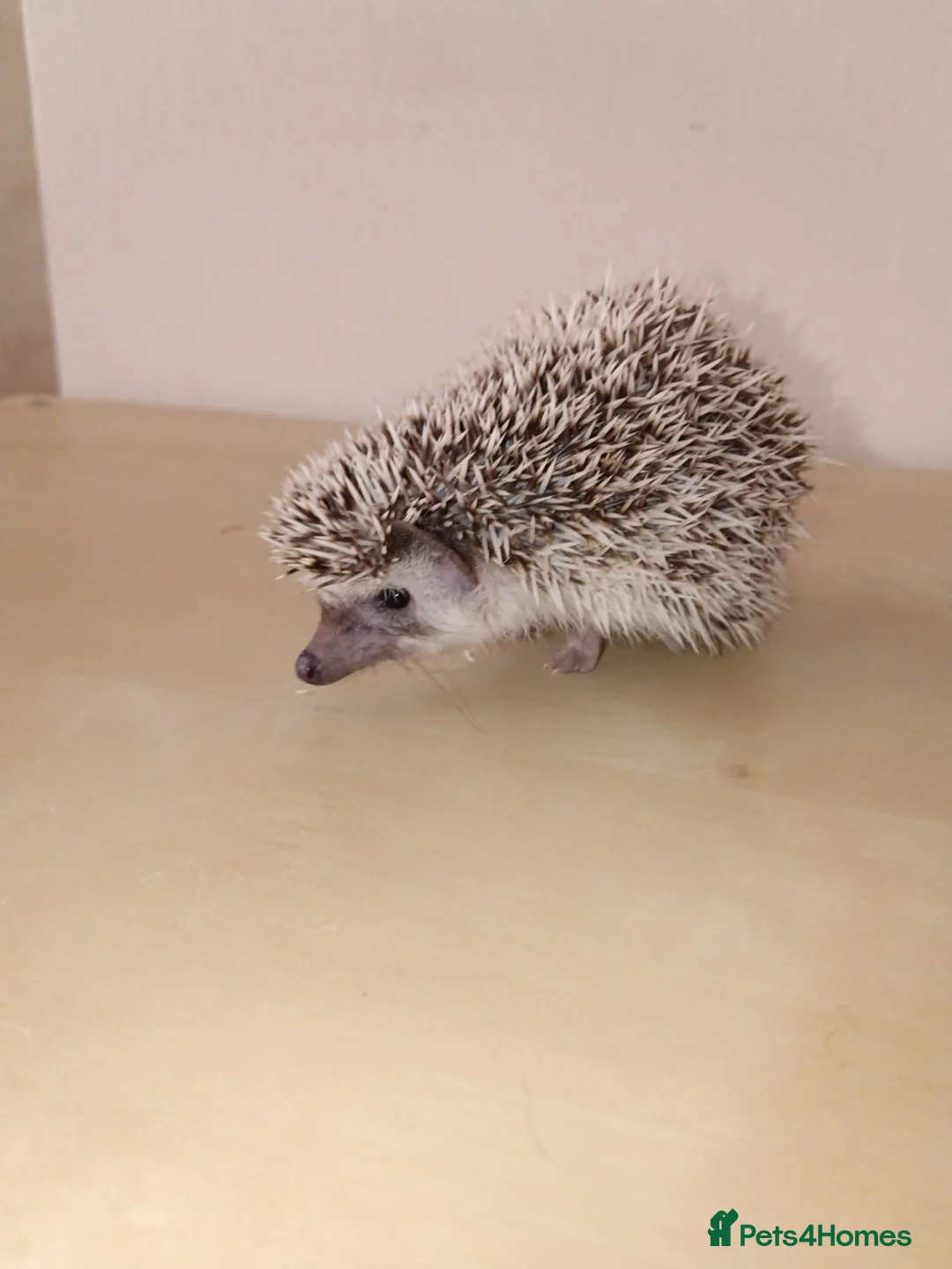 Pygmy Hedgehog rodents for sale: Baby African pygmy hedgehogs available  - Advert 2
