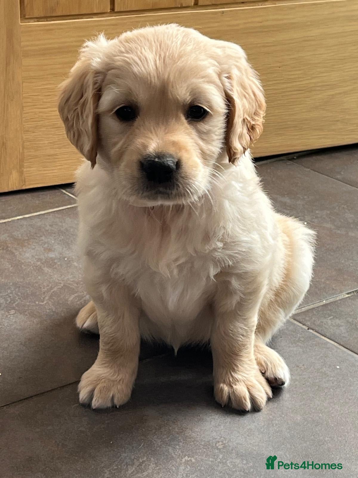 Golden Retriever dogs KC Registered Golden Retriever Puppies  - Advert 2