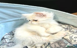 Persian cats for sale: Snow persian kitten  boy - Image 20