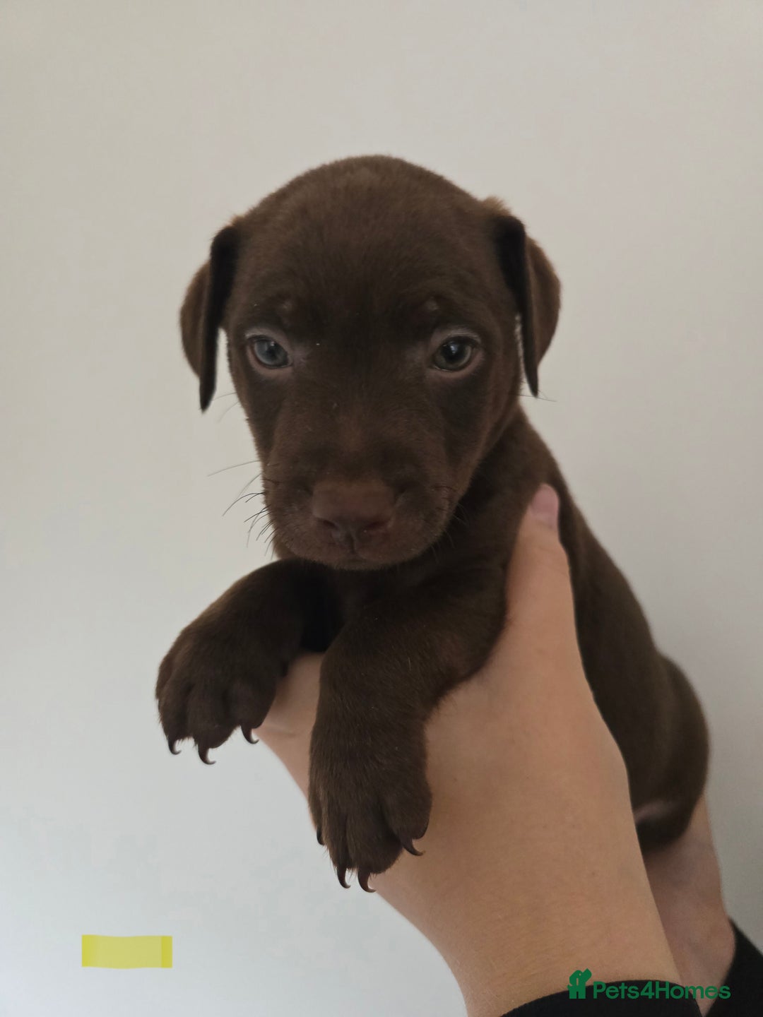 Patterdale Terrier dogs for sale: Chocolate Patterdale terrier pups  - Image 8