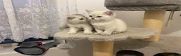 Scottish Fold cats for sale: Adorable Scottish Fold Kittens for Sale  - Advert 6