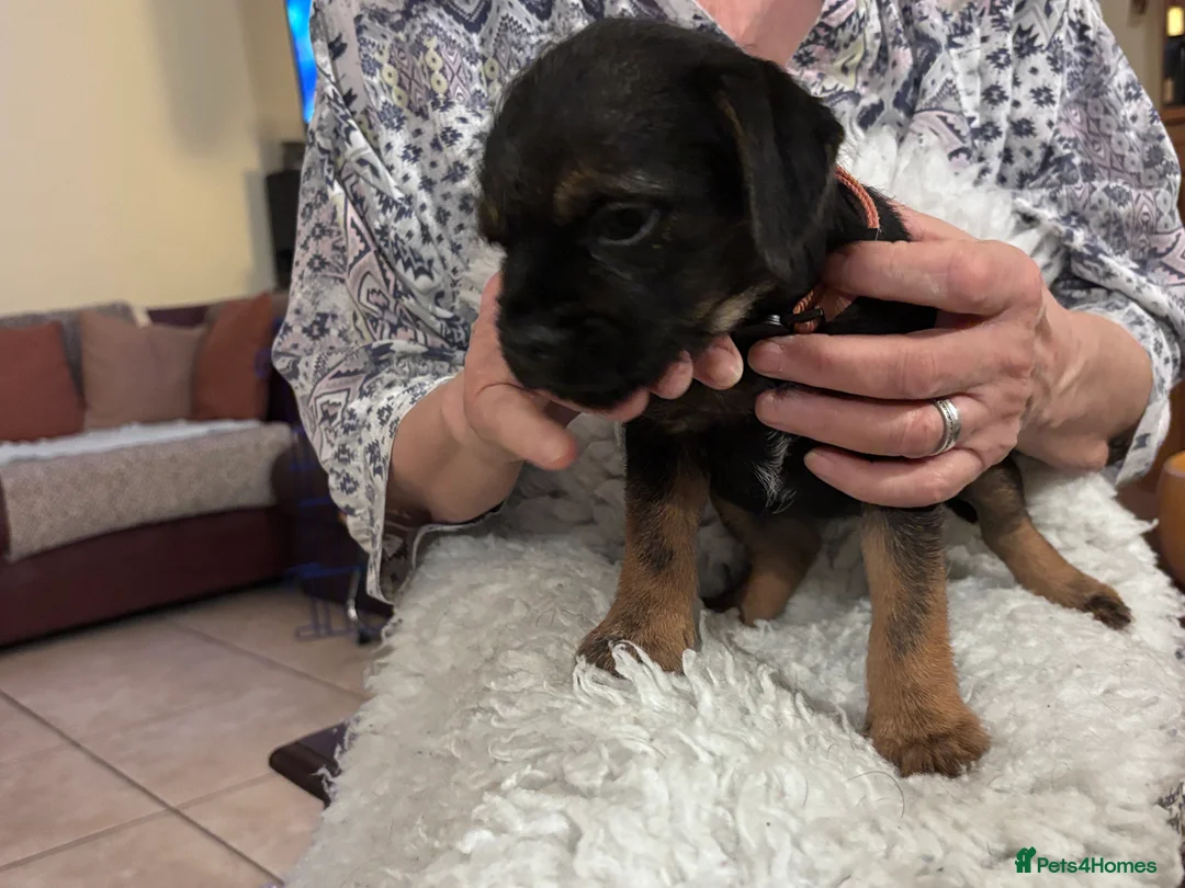 Border Terrier dogs for sale: Stunning KC Registered Border Terrier Puppies - Advert 6