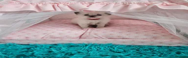 Ragdoll Kitten 3