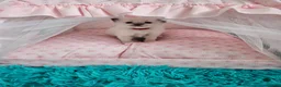 Ragdoll cats for sale: 3 Tica Ragdoll (Cherubim)Championship kittens  - Advert 4
