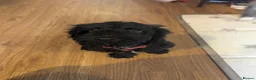 Cavapoo dogs for sale: Milo looking for a new home  in Chippenham - Advert 1