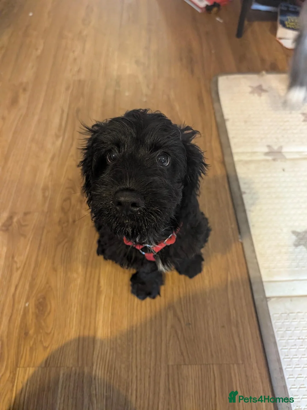 Cavapoo dogs for sale: Milo looking for a new home  in Chippenham - Advert 1