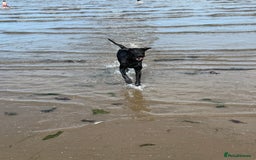 Labradoodle dogs for stud: Pedro  - Image 3