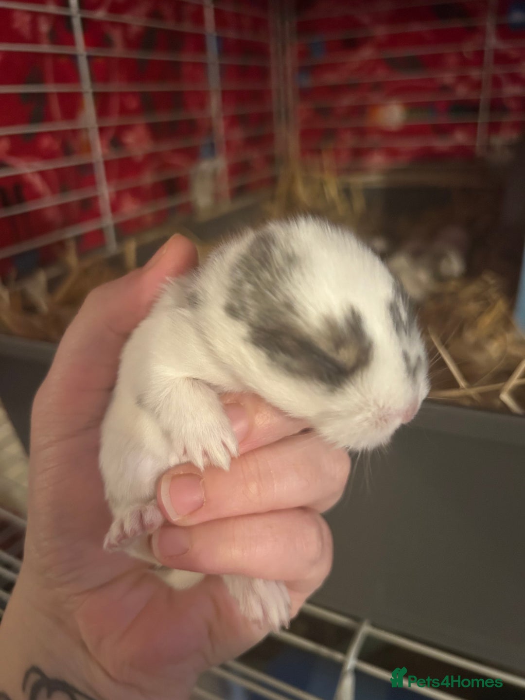 Mini Lop rabbits for sale: Gorgeous mini lop bunnies  - Advert 16