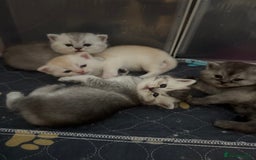 Scottish Fold cats for sale: Scottish fold/ straight 😍🥰❤️ - Image 2