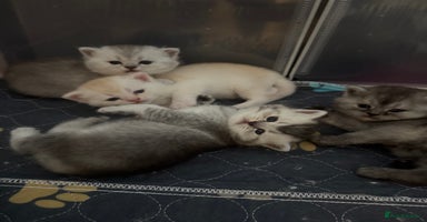 Scottish Fold cats - Advert 9