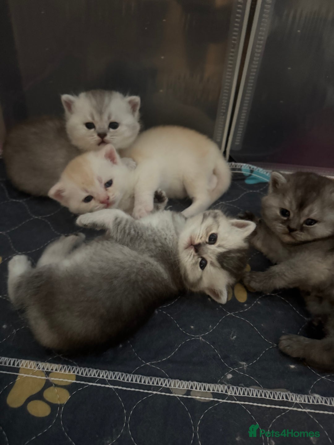 Scottish Fold cats for sale: Scottish fold/ straight 😍🥰❤️ - Image 2
