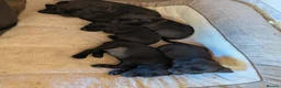 Presa Canario dogs for sale: STUNNING BLACK PRESA CANARIO PUPS 5 BOYS 1 GIRL - Advert 12