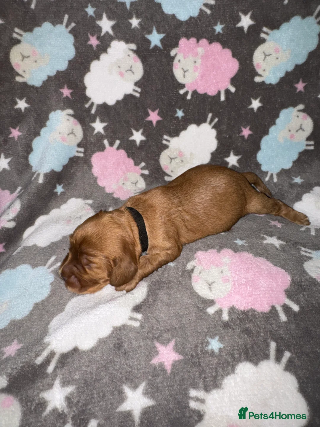 Cocker Spaniel dogs for sale: Outstanding Show Quality Show Type Cocker Spaniels - Advert 11