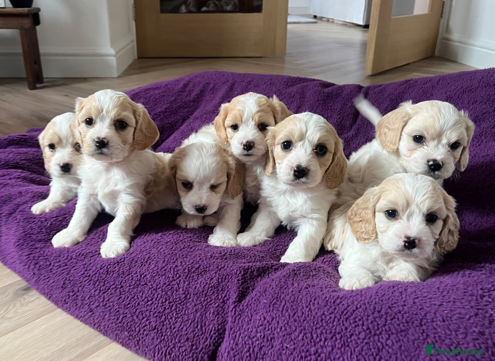 Cavachon dogs Cavachon puppies - Advert 2