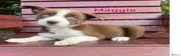 Border Collie dogs for sale: Red / White + Red Merle Border Collie Puppies - Advert 7