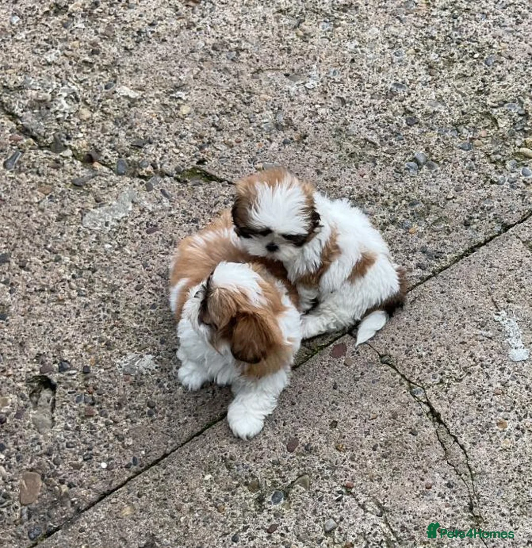 Shih Tzu dogs for sale: Full shih tzu puppies  - Advert 2