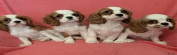 Cavalier King Charles Spaniel dogs for sale: Gorgeous Cavalier King Charles Spaniel puppies - Advert 3