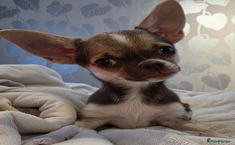 Chihuahua dogs in Basildon - Advert 1