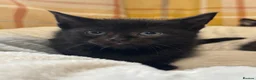 British Shorthair cats for sale: Beautiful Kittens Ready now  - Advert 14