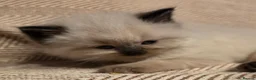 Ragdoll cats for sale: Beautiful colour point kittens - Advert 5