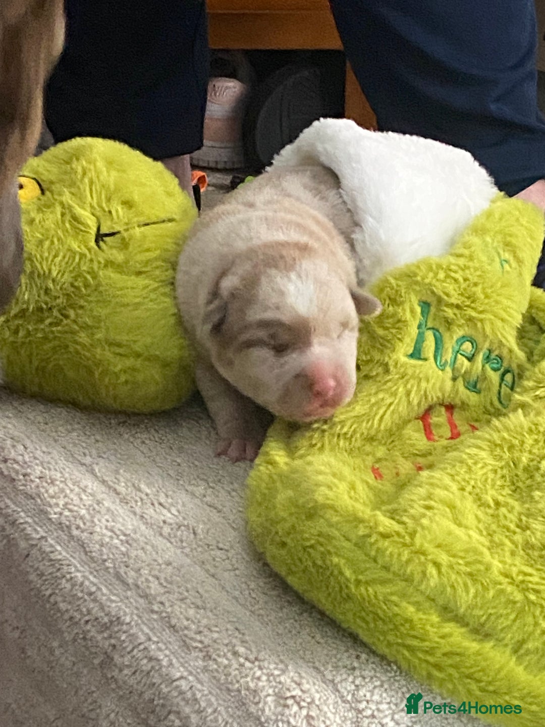 Mixed Breed dogs for sale: Can shepards - Advert 12