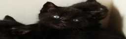 Mixed Breed cats for sale: 🖤 Gorgeous Fluffy Black Kittens–4 Boys & 2 Girls - Advert 6