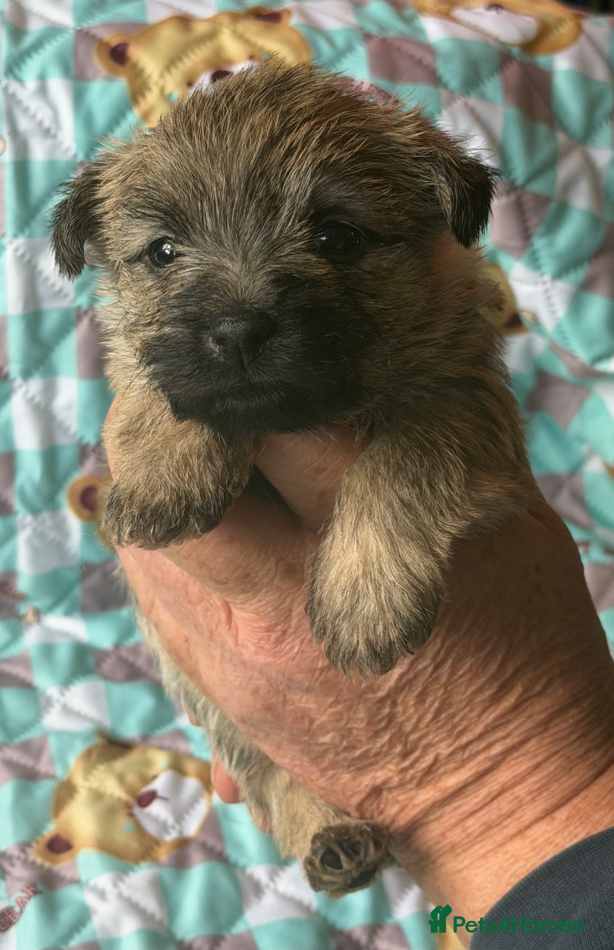 Cairn Terrier dogs Beautiful cairn terrier puppies  - Advert 12