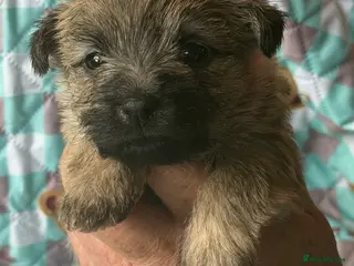 Cairn Terrier dogs Beautiful cairn terrier puppies - Advert 12