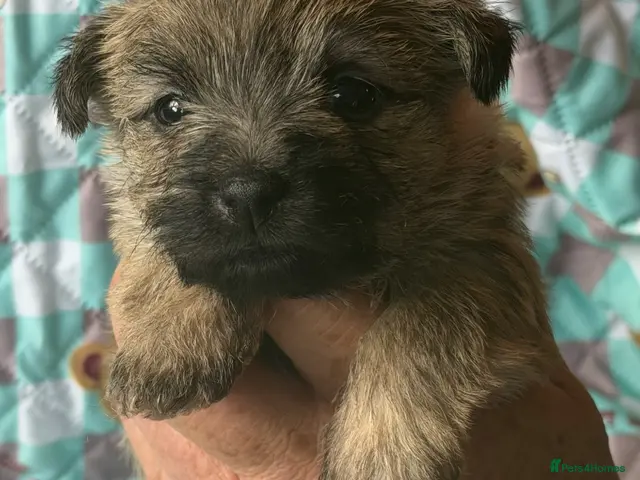 Cairn Terrier dogs Beautiful cairn terrier puppies - Advert 2