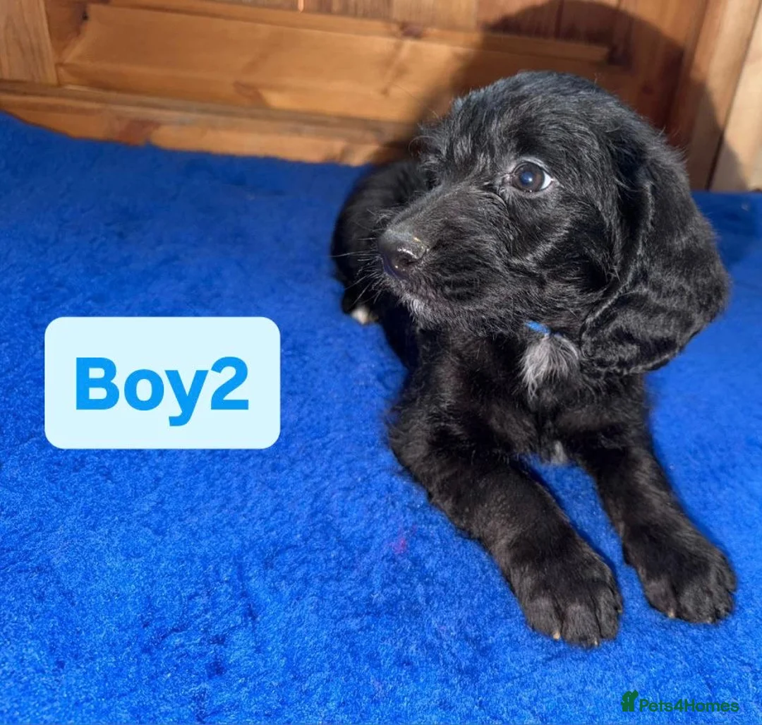 Labradoodle dogs for sale: Ready to leave. Beautiful puppies 😍😍 - Advert 2
