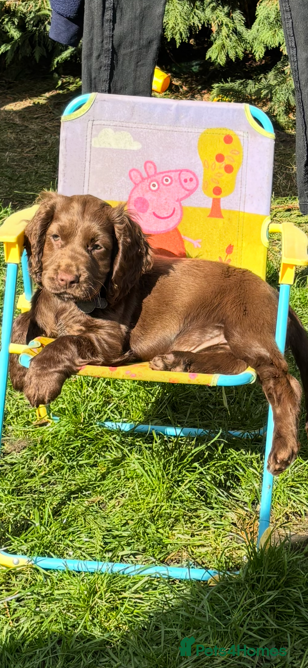 Cocker Spaniel dogs for sale: Chocolate cocker spaniel bitch  - Image 2