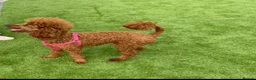 Miniature Poodle dogs for sale: Miniature poodle female  - Advert 8