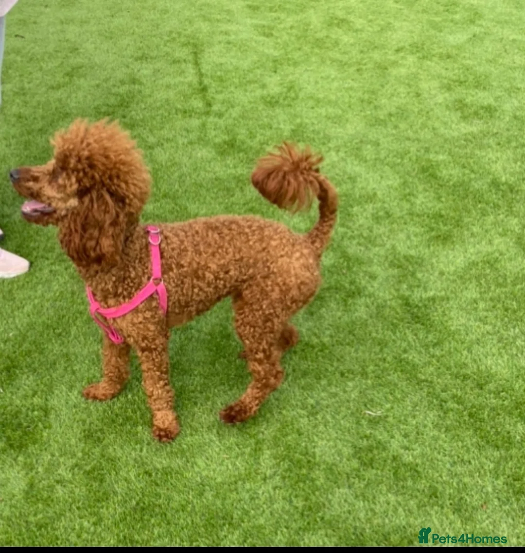 Miniature Poodle dogs for sale: Miniature poodle female  - Advert 8