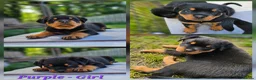 Rottweiler dogs for sale: Champion Bloodline German Rottweiler Puppies - Advert 32