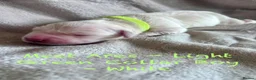 Golden Retriever dogs for sale: KC Golden Retrievers - Now taking reservations  in Barnsley - Advert 11