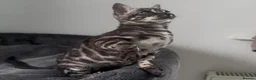 Bengal cats for sale: Exceptional kittens in silver, brown and charcoal - Advert 31