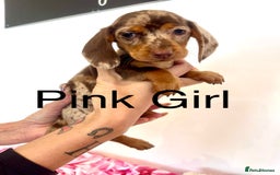 Miniature Dachshund dogs for sale: Lovely Happy Chocolate & Tan Dapple Babies  - Image 4