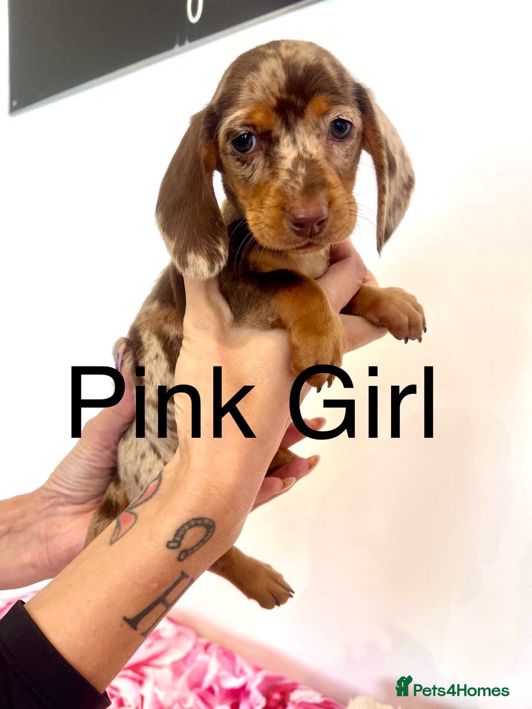 Miniature Dachshund dogs for sale: Lovely Happy Chocolate & Tan Dapple Babies  - Image 4
