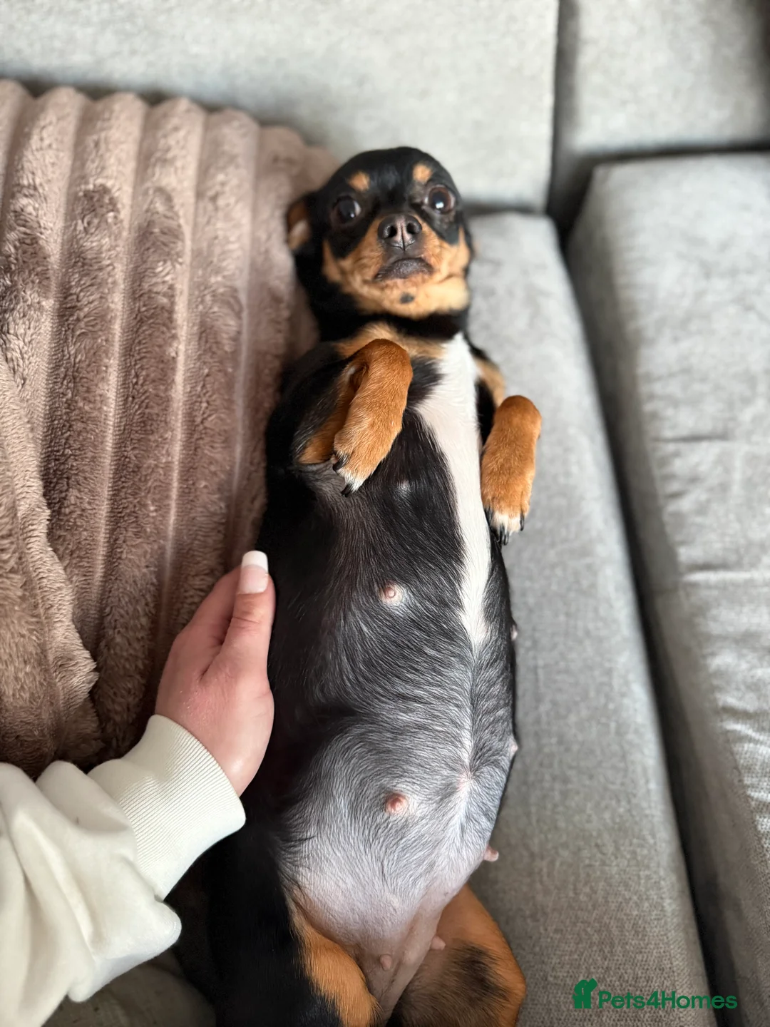 Chiweenie dogs for sale: Chiweenie puppies pending - Advert 2