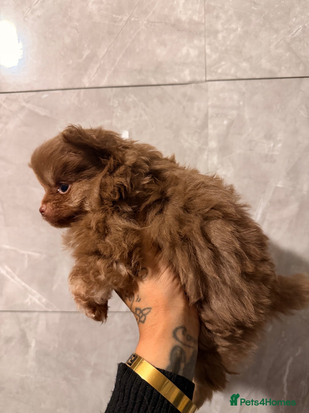 Pomeranian dogs for sale: Micro poms   - Advert 14