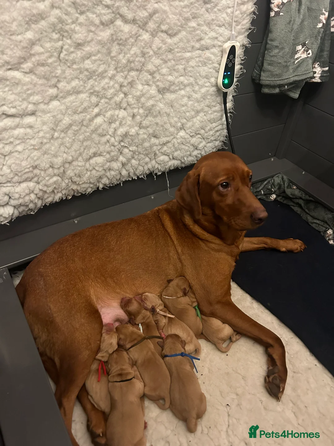 Labrador Retriever dogs for sale: Fox red lab pups for sale  - Advert 7