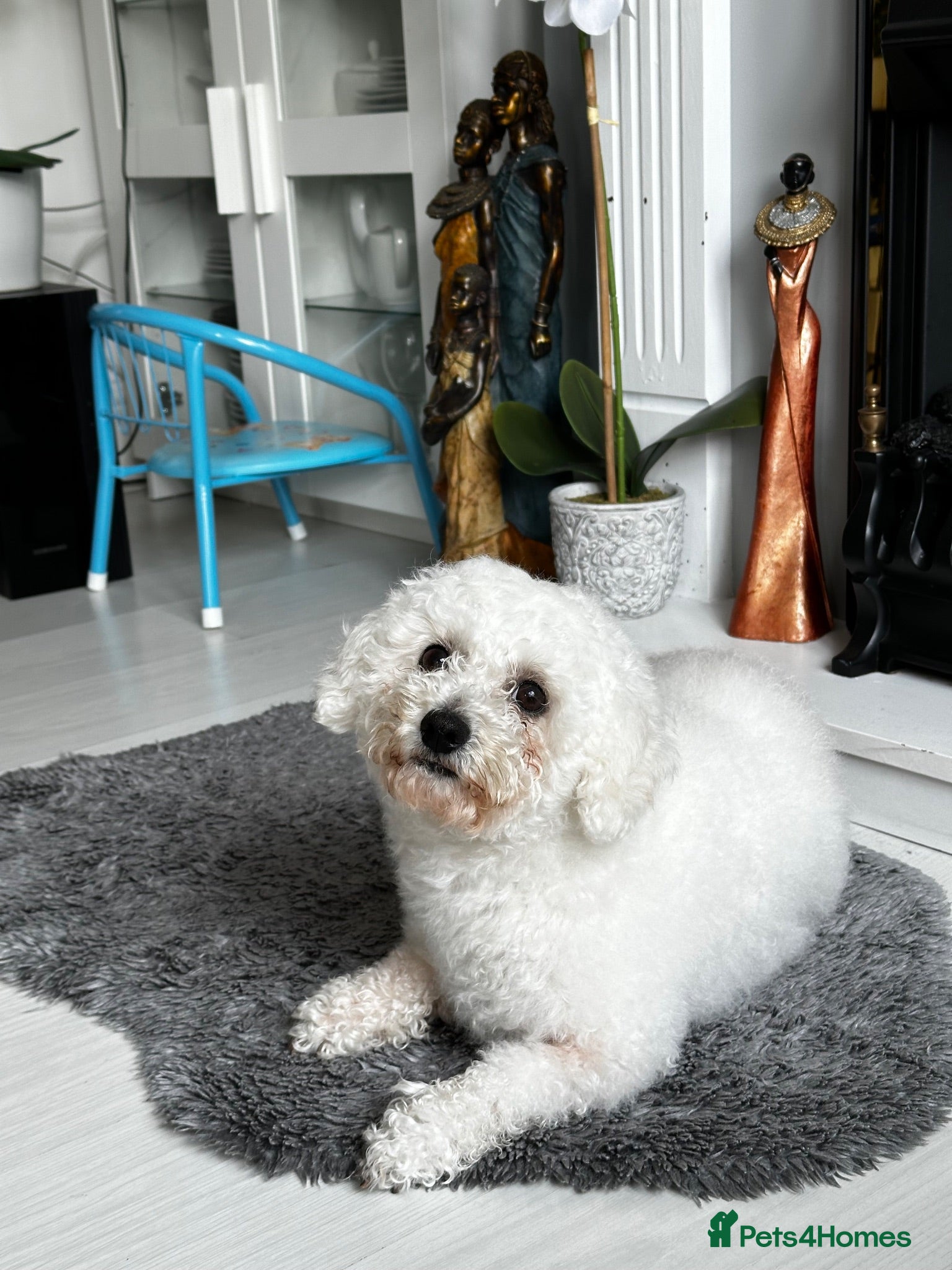 Bichon Frise dogs Skye - looking for a lovely family - Advert 14